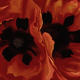 Illustration for article titled Poking Myself with Red Flowers